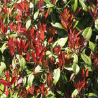 Photinia fraseri Carre Rouge, groeiwijze van de plant