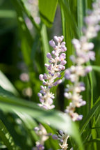 Liriope muscari 'Monroe White', groeiwijze van de plant