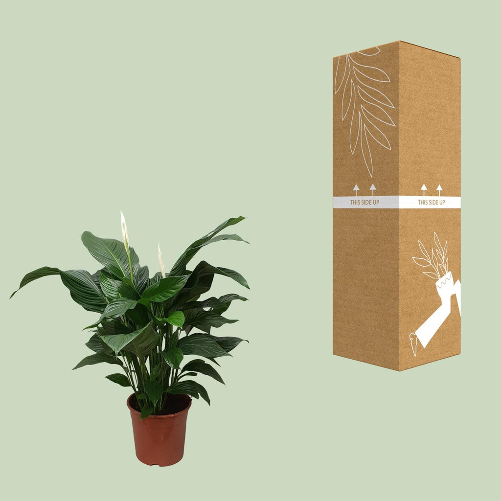 Detailfoto van Spathiphyllum Sweet Silvana