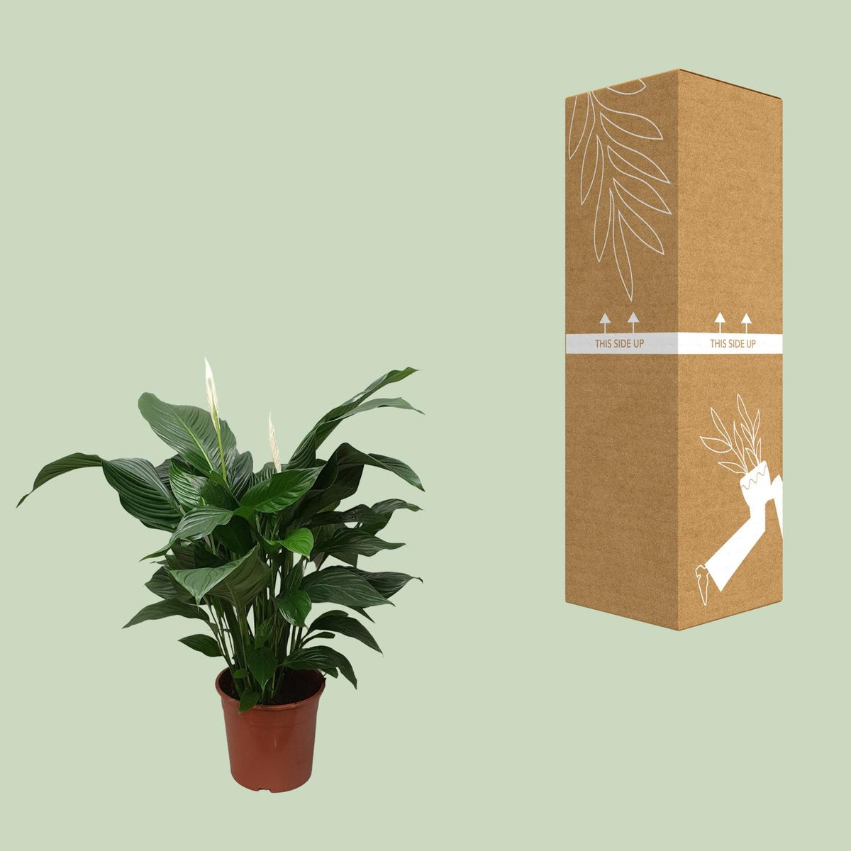 Detailfoto van Spathiphyllum Sweet Silvana