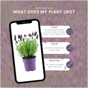 Franse lavendel Anouk, set van 6 planten