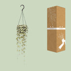 Detailfoto van Ceropegia Woodii Hang