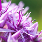Sierui Allium 'Globemaster', ronde paarse bloem, 5 bollen, plant in pot