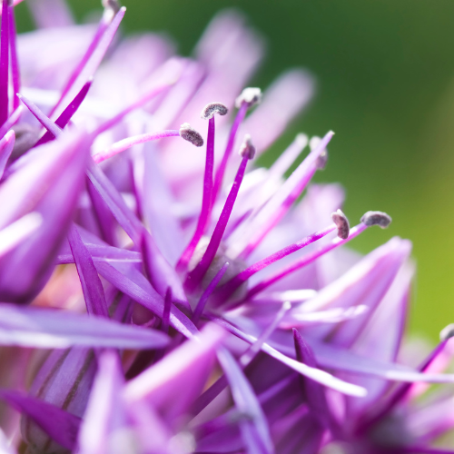 Sierui Allium 'Globemaster', ronde paarse bloem, 5 bollen, plant in pot