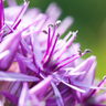 Sierui Allium 'Globemaster', ronde paarse bloem, 5 bollen