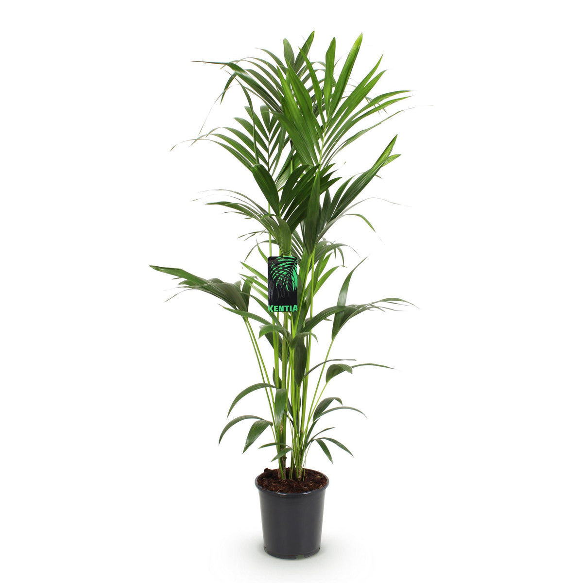 Howea Forsteriana, kenmerkend blad