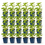 Ridderspoor Tricolour, 24x met paarse, roze en witte bloemen