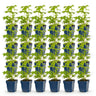 Ridderspoor Tricolour, 24x met paarse, roze en witte bloemen