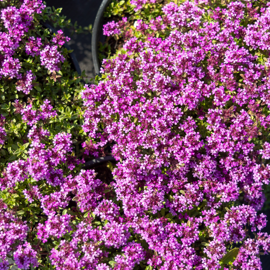 Thymus praecox 'Coccineus', compacte plant