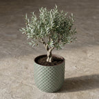 Plantenpot met reliëf, keramiek in saliegroen, Ø13,5 cm, groene bladeren