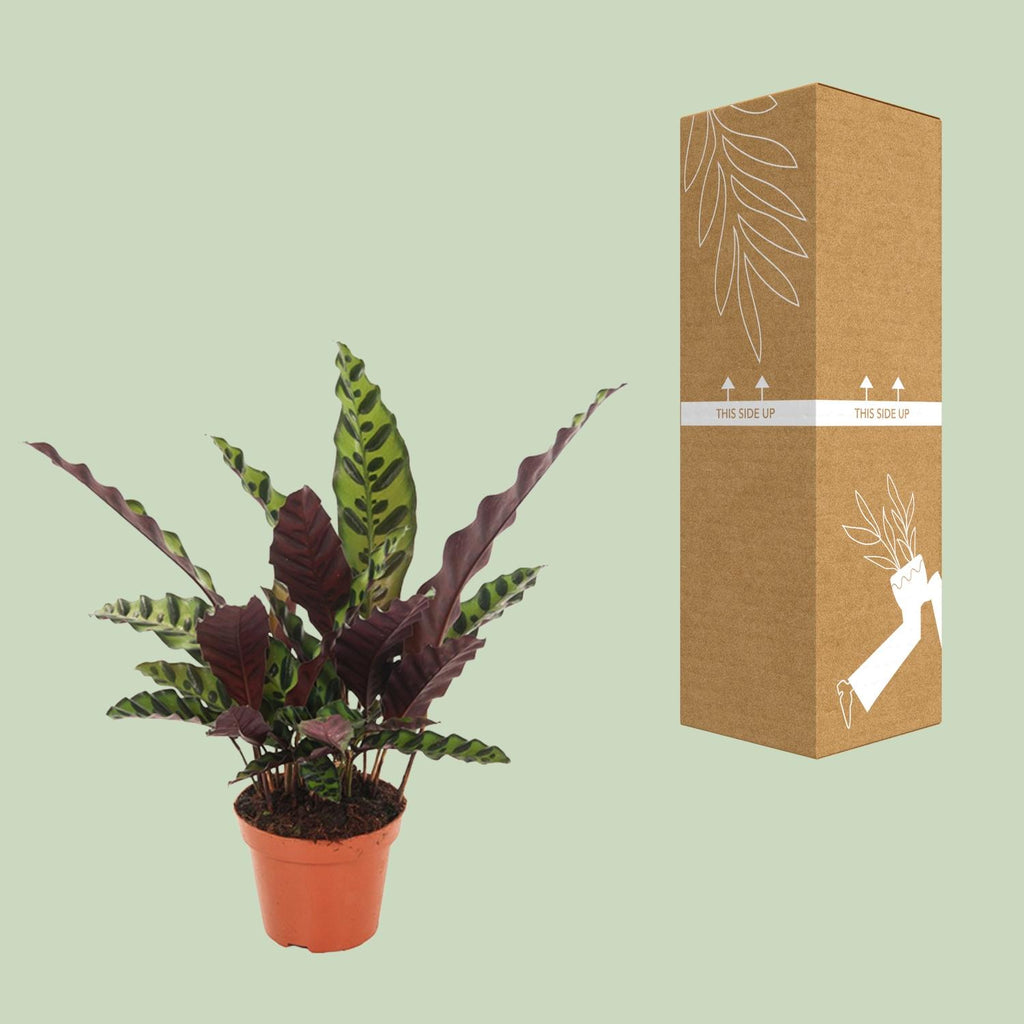 Detailfoto van Calathea Insignis