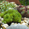 Sempervivum Big Sam, 17 cm hoog