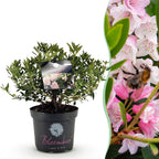 Bloeiende buxusvervanger Bloombux Light Pink, groeiwijze van de plant
