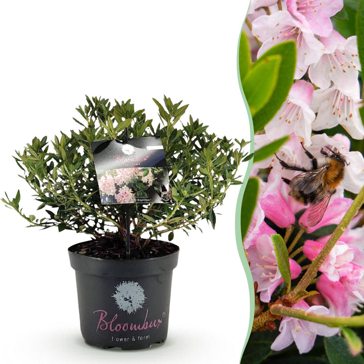 Bloeiende buxusvervanger Bloombux Light Pink