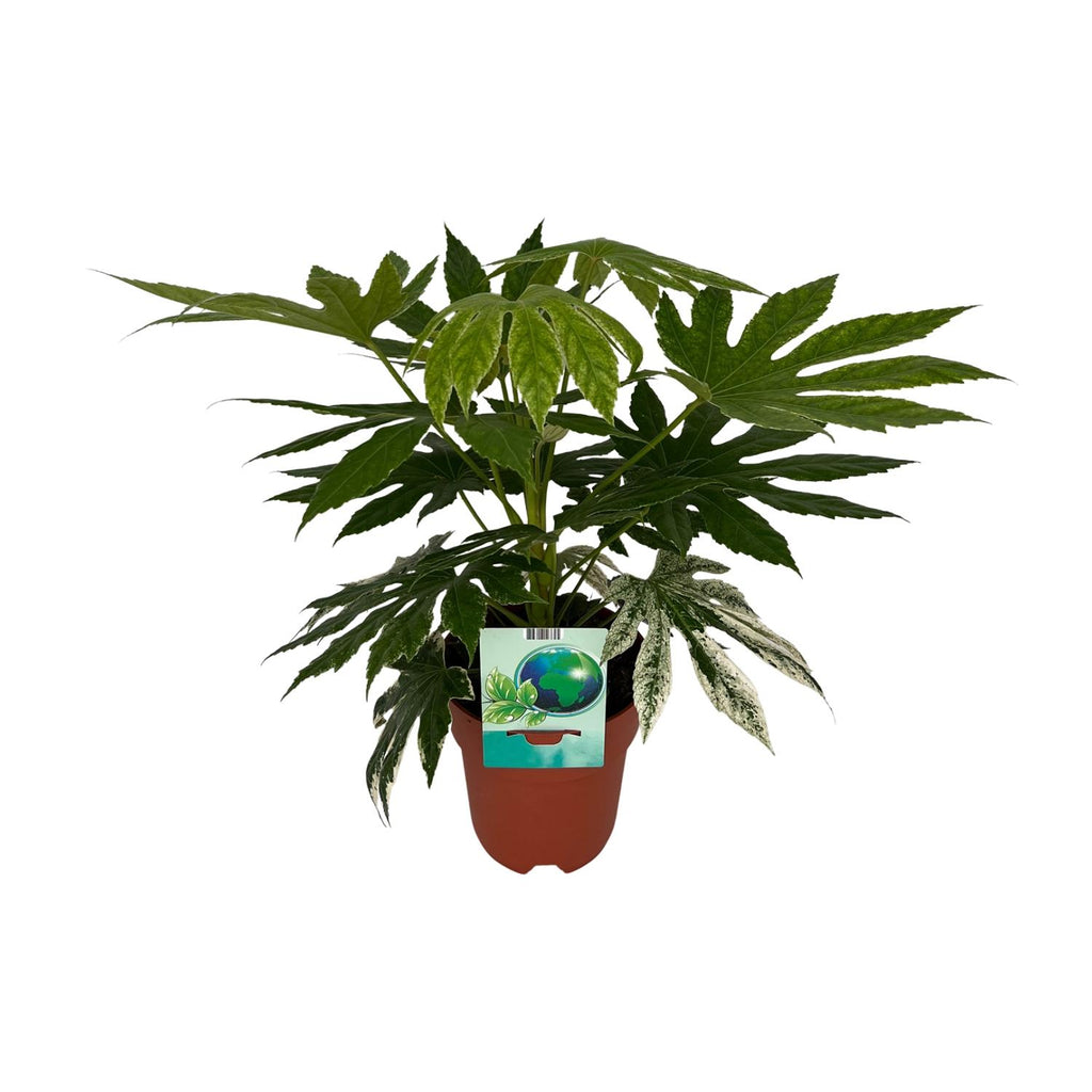 Productfoto van Fatsia Japonica Variegata