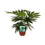 Productfoto van Fatsia Japonica Variegata