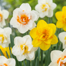 Gevulde narcissenmix bloembollen