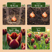 Tulp &