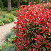 Glansmispel Red Robin, haagplant