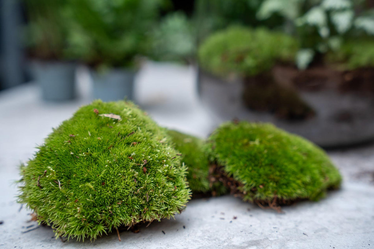 Productafbeelding van Pureplant