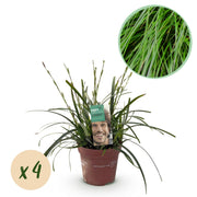 Carex oshimensis Intense Green, 50 cm hoog