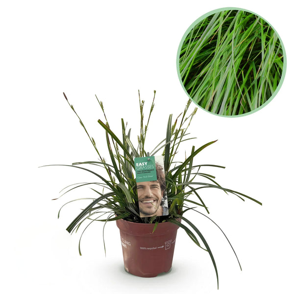 Carex oshimensis Intense Green, 50 cm hoog