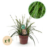 Carex oshimensis Intense Green, 50 cm hoog