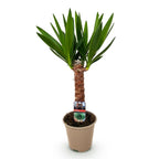 Yucca elephantipes, 55 cm hoog, plant voor tuin en border