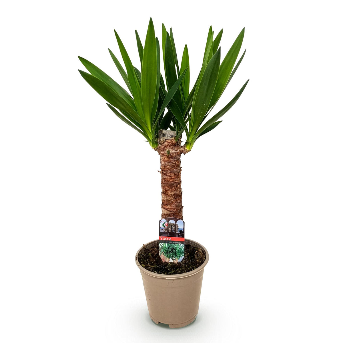 Yucca elephantipes, 55 cm hoog, plant voor tuin en border