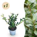 Ilex crenata Caroline Upright, plant in pot
