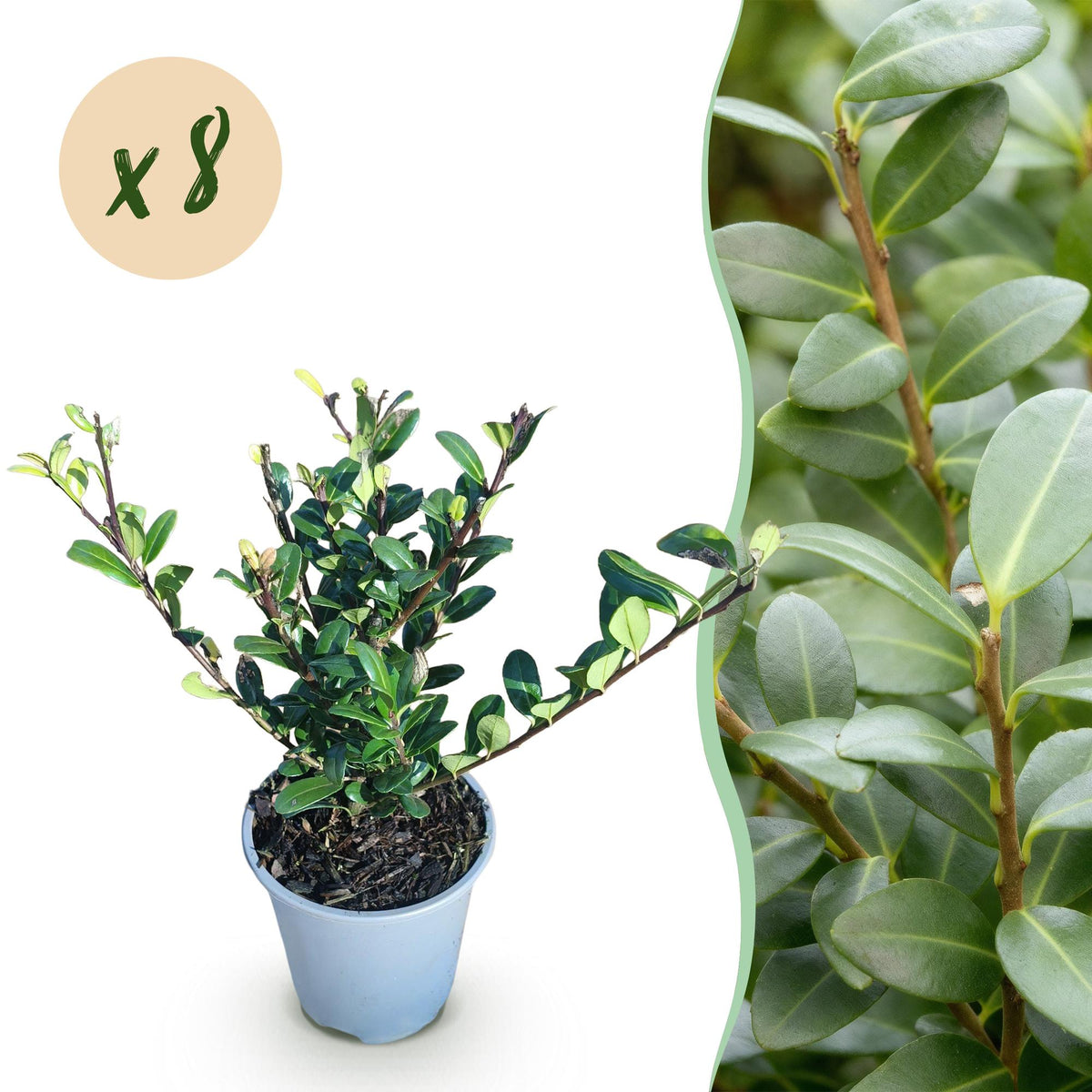 Ilex crenata Caroline Upright, plant in pot