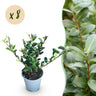 Ilex crenata Caroline Upright