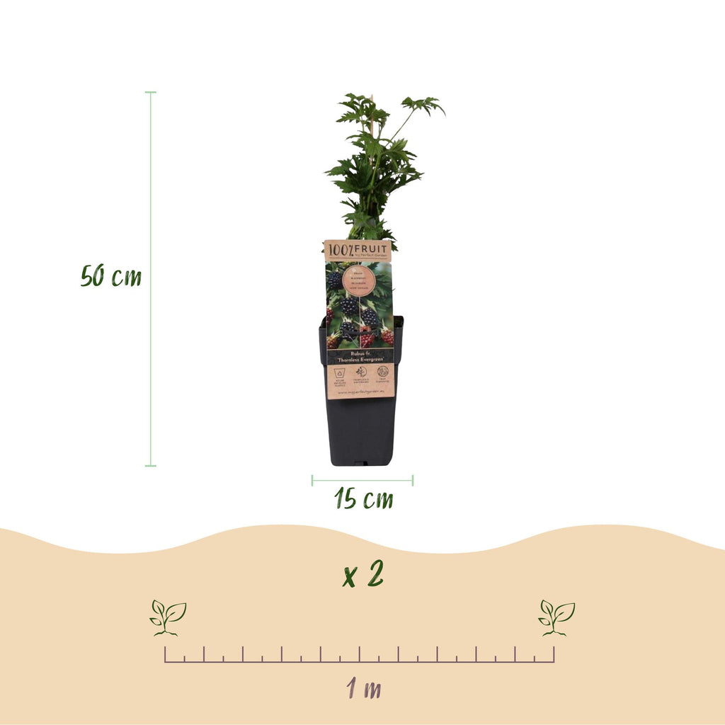 2x Bramenplant Thornless Evergreen (doornloos), kenmerkend blad