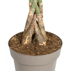 Pachira Aquatica, groene bladeren