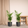 Chamaedorea Elegans (Mexicaanse Bergpalm) - 2 stuks