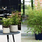 Fargesia mix Rainbow, bladhoudende bamboe voor de tuin (4x), groeiwijze van de plant