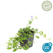 Vinca minor &