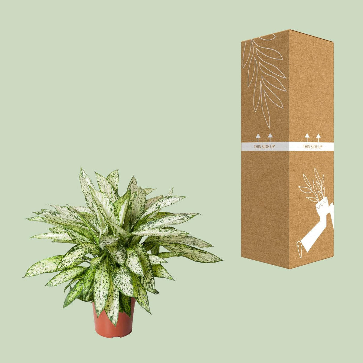 Detailfoto van Dieffenbachia Vesuvius