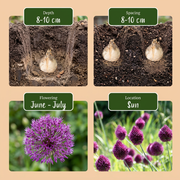 Kogellook Allium sphaerocephalon, paars, foto 4