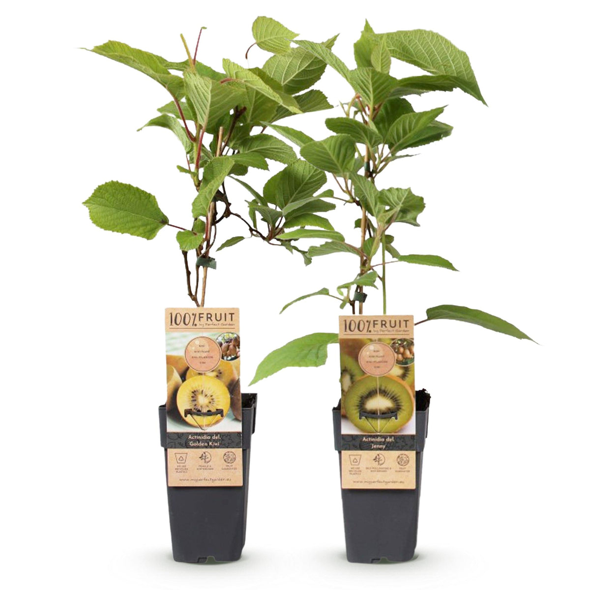 Productafbeelding van Pureplant