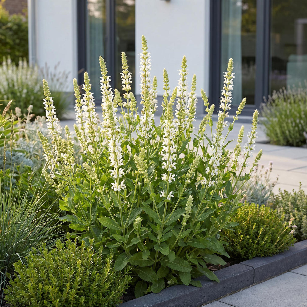 Salie nem. Schneehügel, met witte bloemen, sterke plant