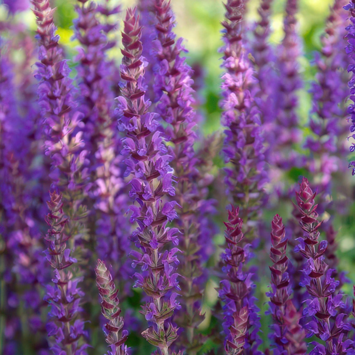 Salvia nem. 'Ostfriesland', groeiwijze van de plant