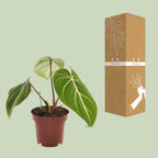 Detailfoto van Philodendron Selloum Atom