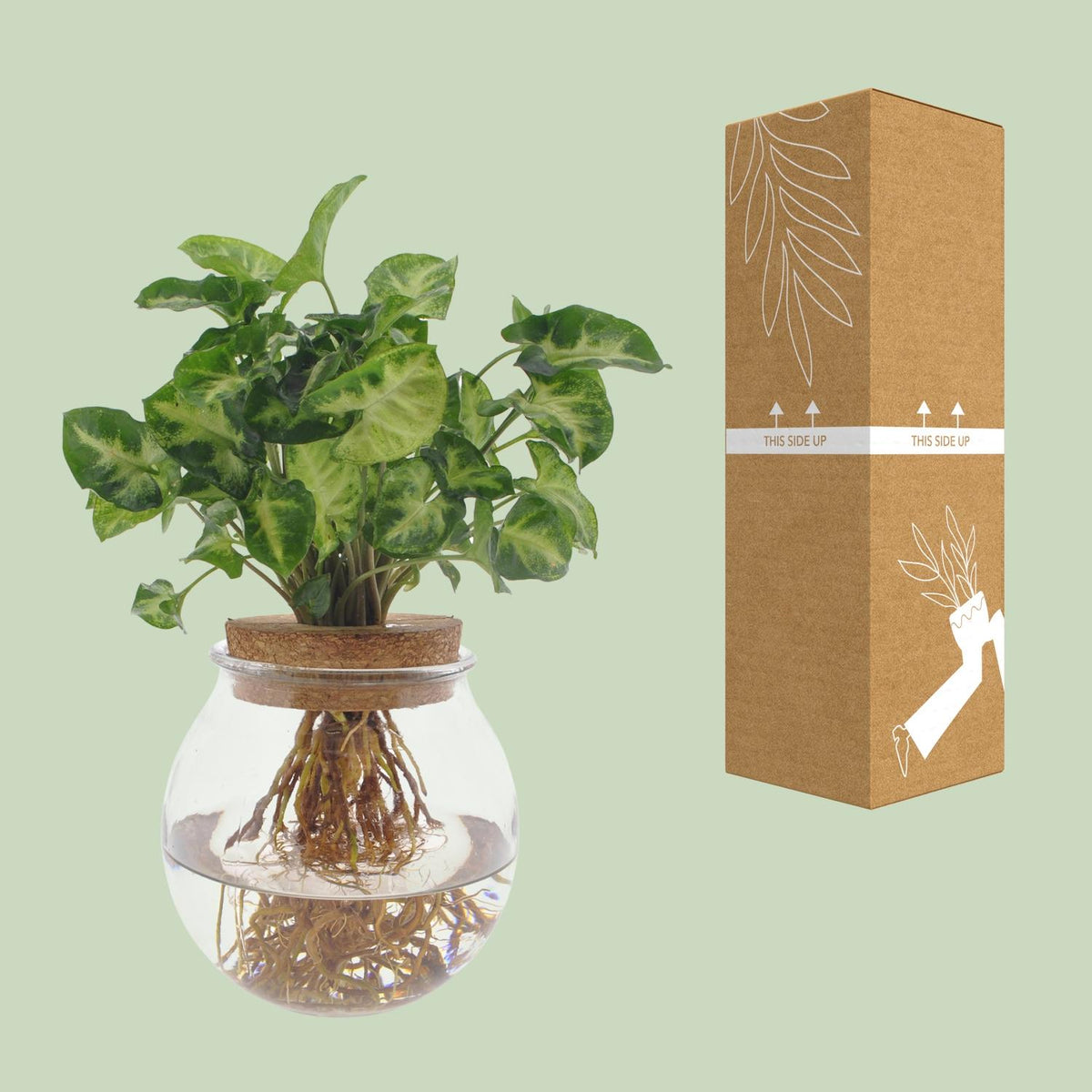 Detailfoto van Syngonium Pixie
