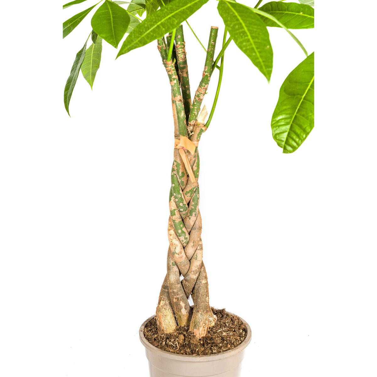 Pachira Aquatica, groeiwijze van de plant