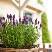 Franse lavendel Anouk, set van 6 planten