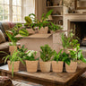 Kneusjesbox (12 stuks) incl. 12 zeegras mandjes