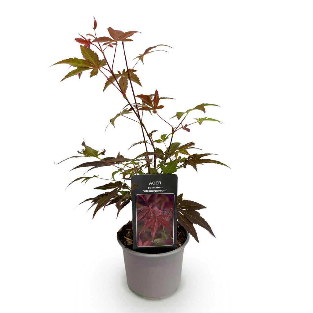 Acer palmatum Atropurpureum, 35 cm hoog, detail van het blad