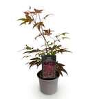 Acer palmatum Atropurpureum, 35 cm hoog, detail van het blad
