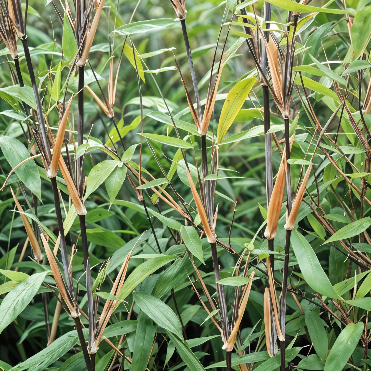 Tuinbamboe Fargesia nitida 'Black Dragon', niet-woekerend, groeiwijze van de plant